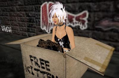 Free Kitten